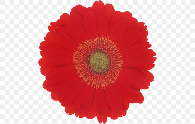 Desktop Wallpaper Flower Color Red Petal, PNG, 500x522px, Flower, Annual Plant, Beach Rose, Bud, Chrysanthemum Download Free