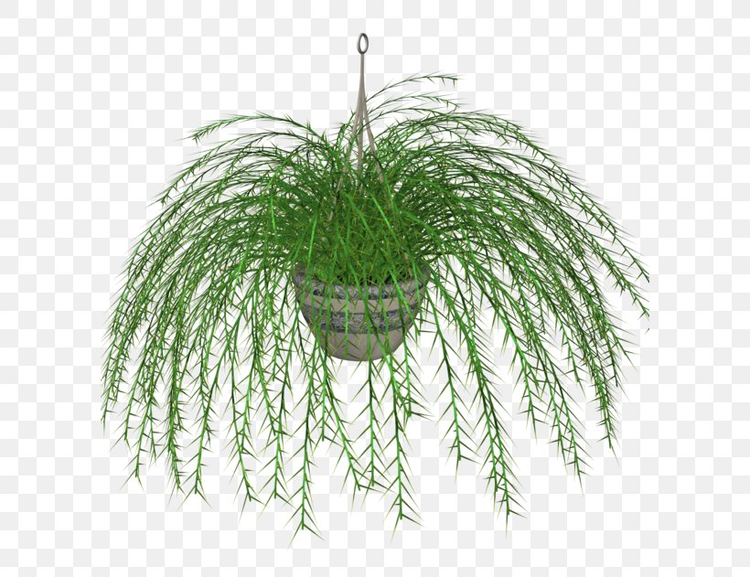 Fern Houseplant Flowerpot Clip Art, PNG, 600x631px, Fern, Branch, Drawing, Evergreen, Ferns And Horsetails Download Free