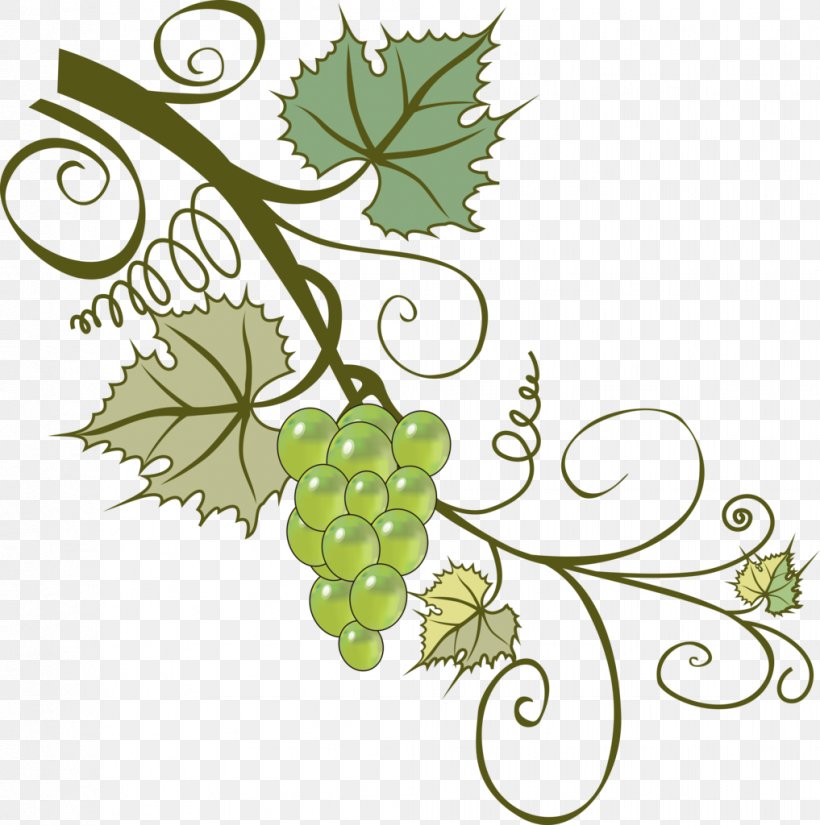Grapevines Branch Leaf Clip Art, PNG, 1017x1024px, Grape, Branch, Cut Flowers, Drawing, Flora Download Free
