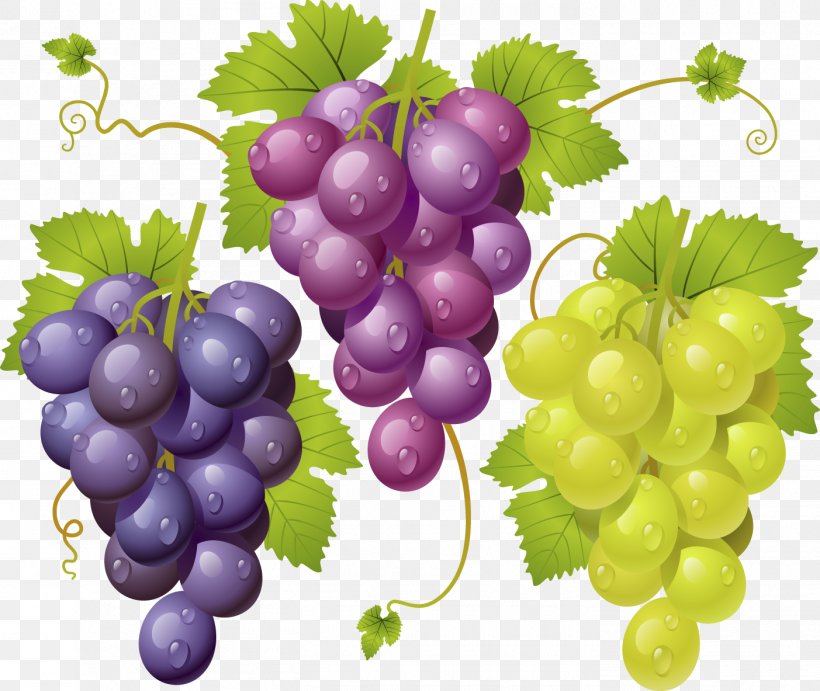 Kyoho Juice Grape Drawing, PNG, 1403x1183px, Kyoho, Common Grape Vine, Drawing, Food, Fruit Download Free
