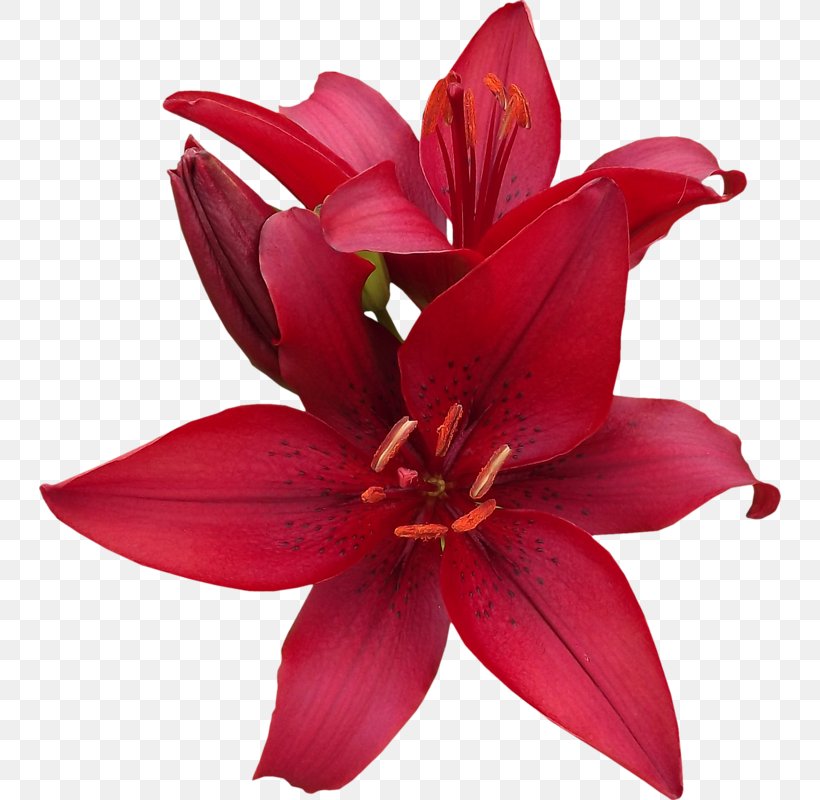 Lilium Cut Flowers Blog Magenta, PNG, 742x800px, Lilium, Blog, Cut Flowers, Email, Flower Download Free