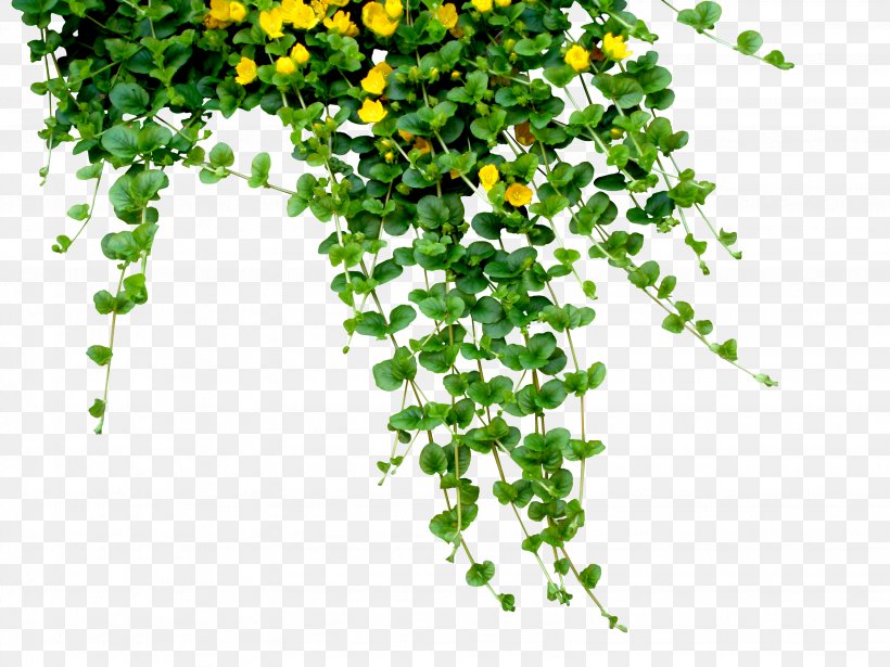 Bangladesh Bengali New Year (Pôhela Boishakh), PNG, 3072x2304px, Populus Alba, Branch, Cottonwood, Flora, Flower Download Free