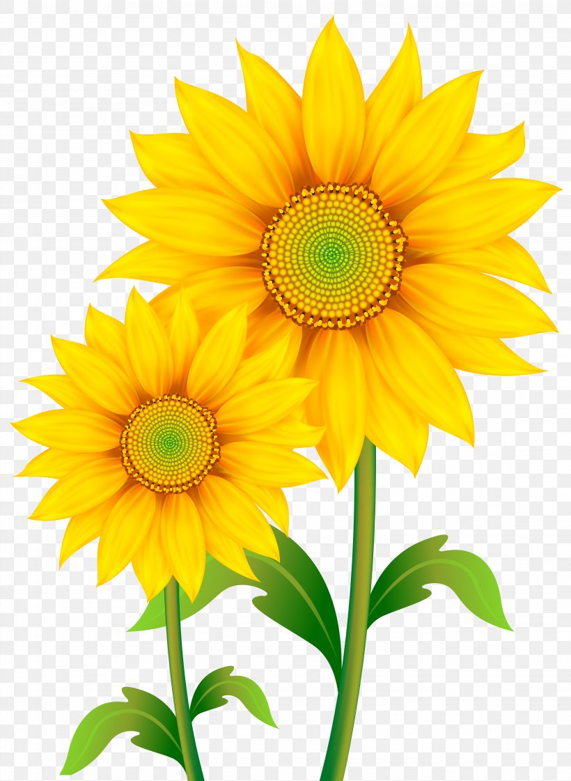Common Sunflower Clip Art, PNG, 4504x6158px, Can Stock Photo, Annual
