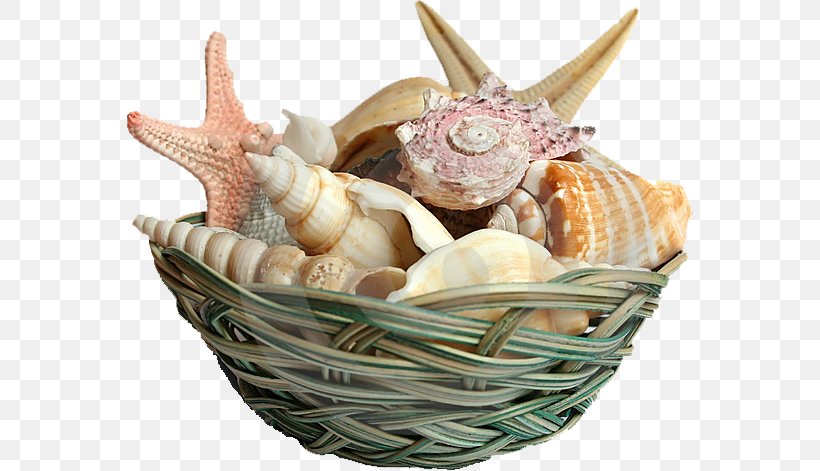 Seashell Shell Beach, Guyana Cockle Conchology, PNG, 566x471px, Seashell, Animal Source Foods, Basket, Beach, Bivalvia Download Free