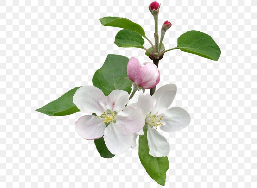 Apples Flower Stock Photography Tree Blossom, PNG, 600x600px, Apples, Blossom, Branch, Cut Flowers, Flower Download Free