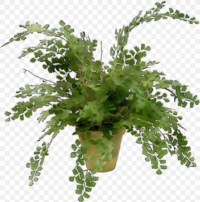Fern Leaf Greens Plant Stem Herb, PNG, 1043x1055px, Fern, Anthriscus, Chervil, Flower, Flowering Plant Download Free
