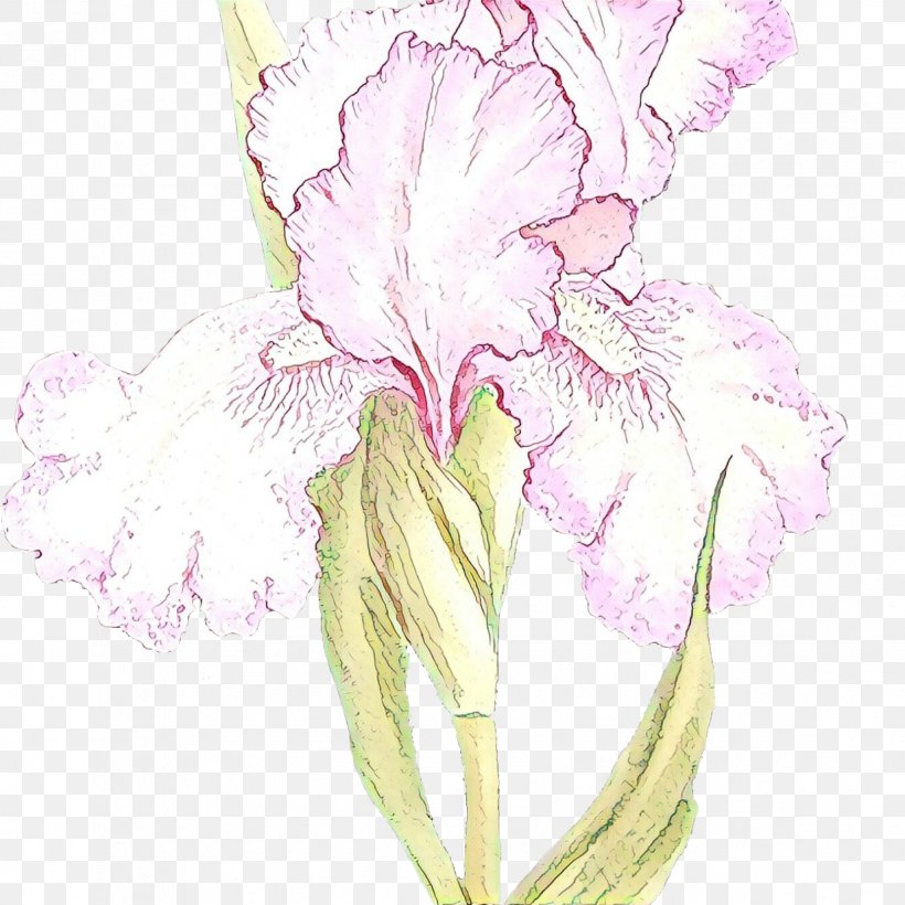 Flowering Plant Flower Plant Petal Iris, PNG, 1235x1235px, Cartoon, Cut Flowers, Flower, Flowering Plant, Iris Download Free