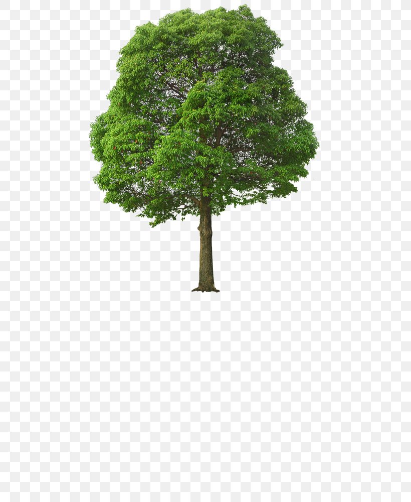 Tree Clip Art, PNG, 700x1000px, Tree, Autocad Dxf, Branch, Giant Sequoia, Grass Download Free