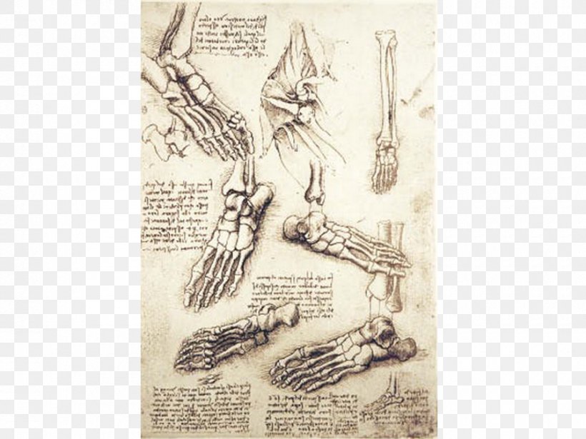 Vitruvian Man Foot Anatomy Anatomical Drawings Bone, PNG, 900x675px, Vitruvian Man, Anatomical Drawings, Anatomy, Art, Black And White Download Free
