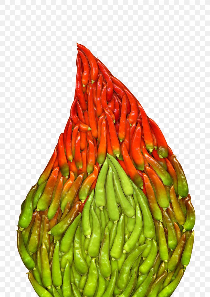 Chili Pepper Jalapexf1o Bhut Jolokia Pungency, PNG, 1572x2223px, Chili Pepper, Bell Peppers And Chili Peppers, Bhut Jolokia, Capsicum, Capsicum Annuum Download Free