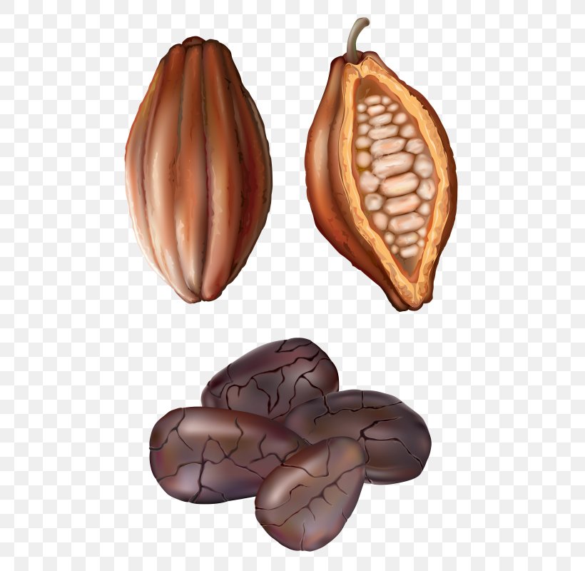 Clip Art Cocoa Bean Openclipart Cacao Tree, PNG, 536x800px, Cocoa Bean, Bean, Cacao Tree, Chocolate, Coffee Bean Download Free