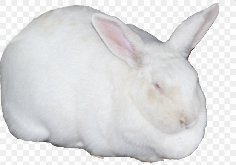 Domestic Rabbit Hare Snout, PNG, 3307x2307px, Domestic Rabbit, Hare, Mammal, Rabbit, Rabits And Hares Download Free