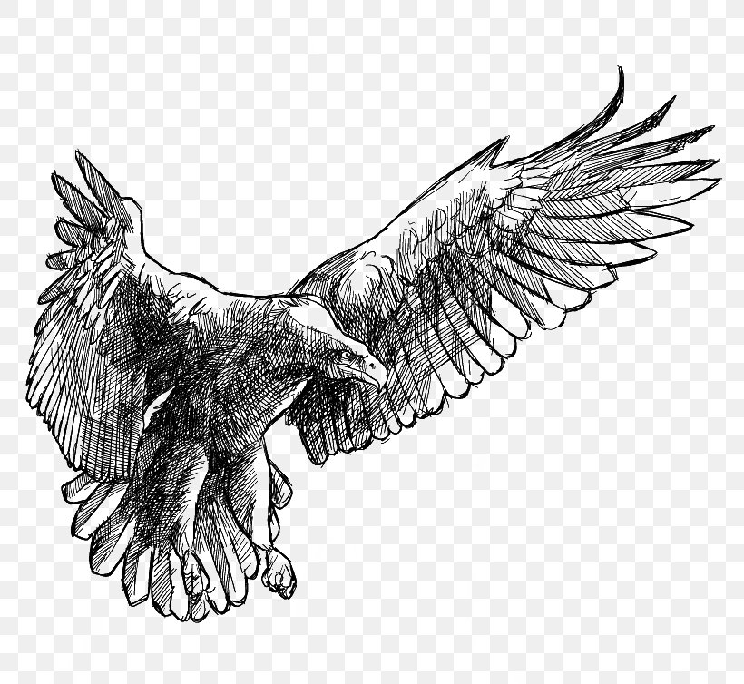 Drawing Eagle, PNG, 800x754px, Drawing, Art, Bald Eagle, Beak, Bird Download Free
