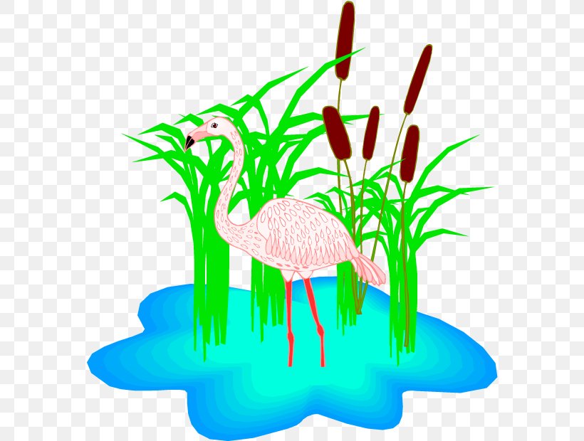 Flamingo Cartoon, PNG, 578x620px, Flamingo, Aquarium Decor, Blog, Grass, Grass Family Download Free