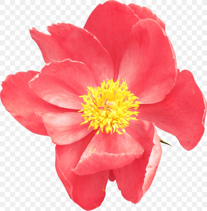 Flower Clip Art, PNG, 1317x1343px, Flower, Annual Plant, Camellia, Camellia Sasanqua, Flowering Plant Download Free