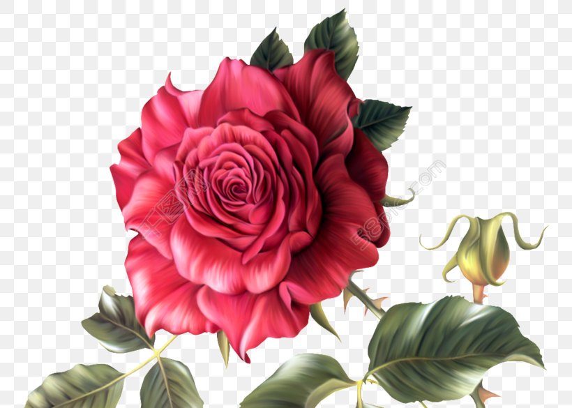 Rose Clip Art Flower Drawing, PNG, 780x585px, Rose, China Rose, Cut Flowers, Drawing, Floral Design Download Free