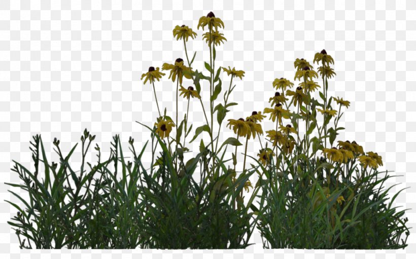 Shrub Plant Flower Hydrangea, PNG, 1024x639px, 3d Computer Graphics, Shrub, Daisy Family, Desert, Deviantart Download Free