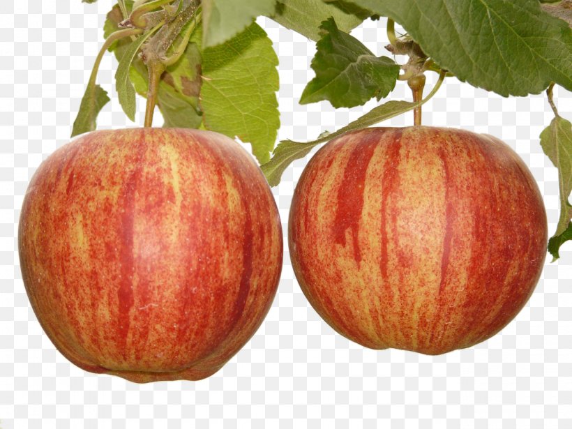 Apple Fruit Tree Stock.xchng, PNG, 1280x960px, Apple, Food, Fruit, Fruit Tree, Gratis Download Free