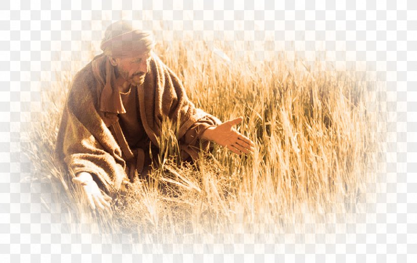 Bible Parable Of The Tares Lolium Temulentum Wheat, PNG, 860x544px, Bible, Commodity, Crop, Gospel, Grain Download Free