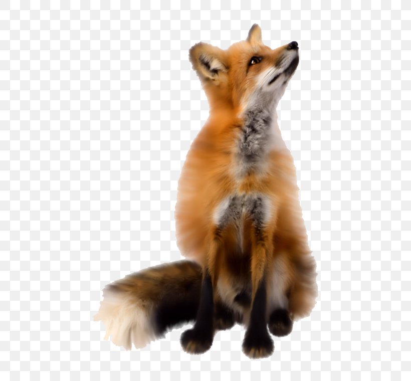 Fox Clip Art, PNG, 760x760px, Fox, Carnivoran, Dog Like Mammal, Drawing, Fauna Download Free