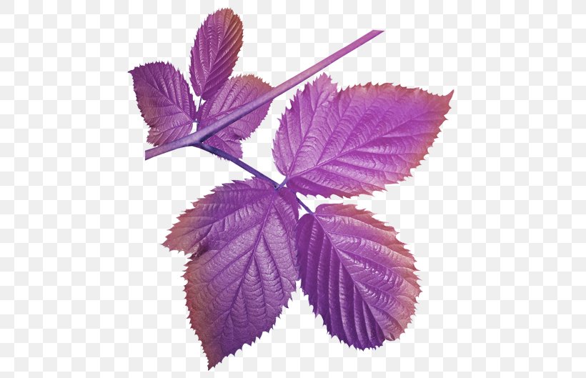 Leaf Clip Art, PNG, 500x529px, Leaf, Magenta, Petal, Purple, Violet Download Free