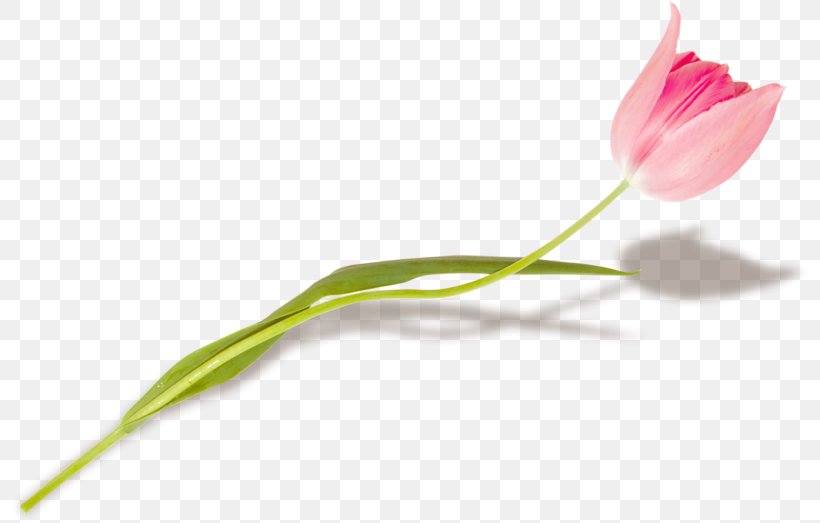 Tulip Flower Petal Plant Stem Bud, PNG, 800x523px, Watercolor, Cartoon, Flower, Frame, Heart Download Free
