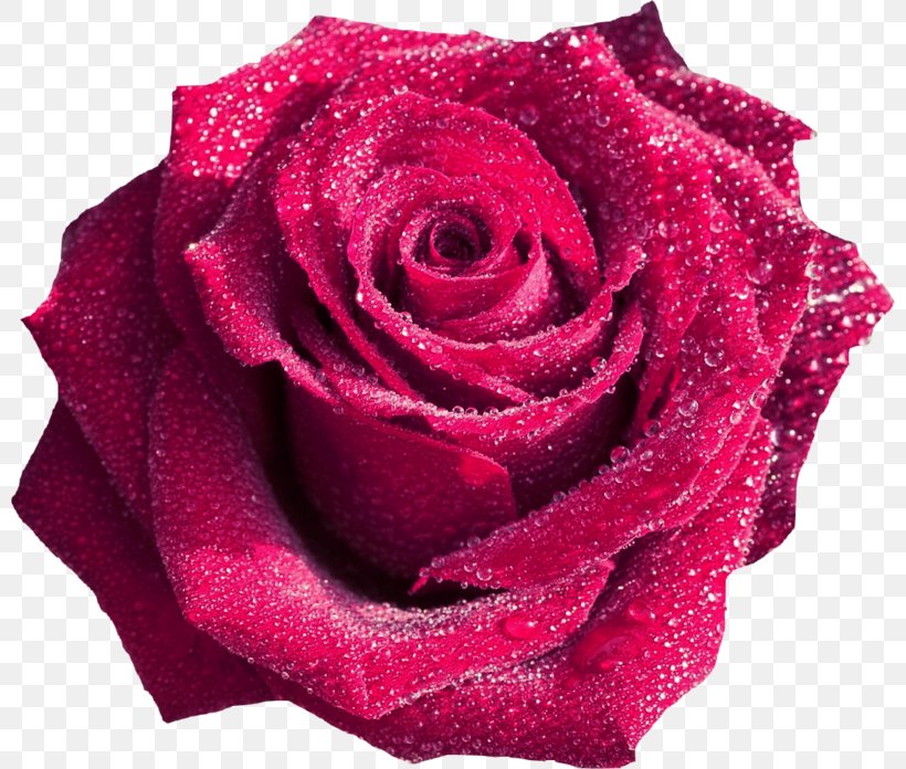 Blue Rose Red Flower Pink, PNG, 800x696px, Rose, Blue, Blue Rose, Cut Flowers, Flower Download Free