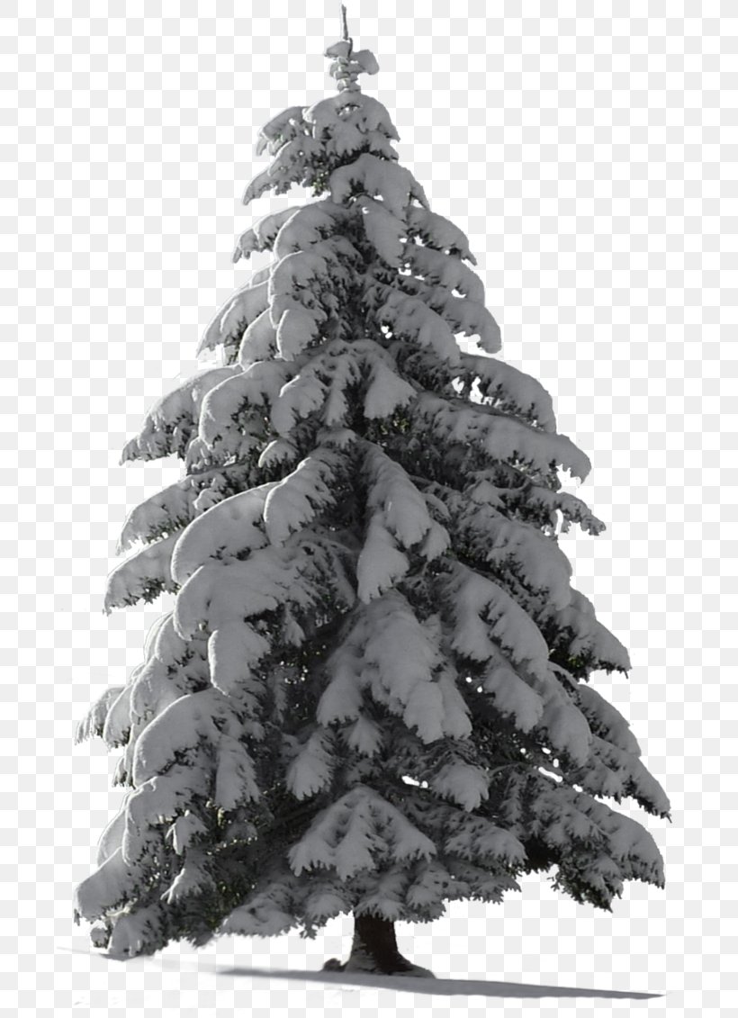 Christmas Black And White, PNG, 695x1131px, Christmas Day, American Larch, Artificial Christmas Tree, Balsam Fir, Blackandwhite Download Free