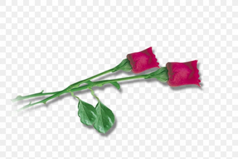 Cut Flowers Garden Roses Rosaceae, PNG, 1200x800px, Flower, Cut Flowers, Family, Flowering Plant, Garden Download Free