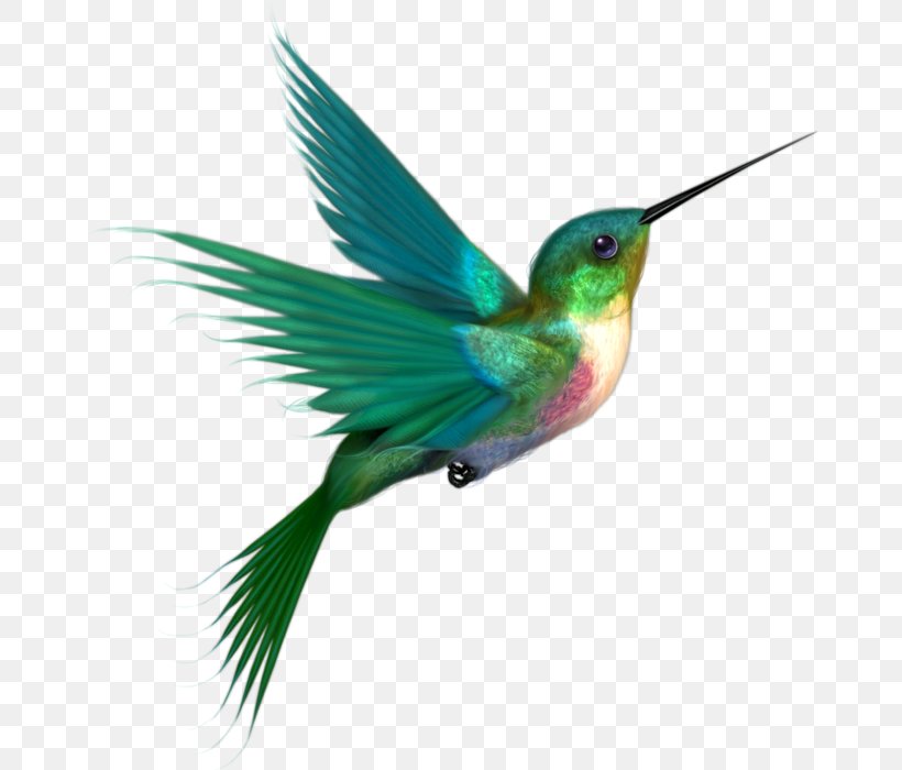 Hummingbird Clip Art, PNG, 671x700px, Hummingbird, Beak, Bird, Drawing, Fauna Download Free
