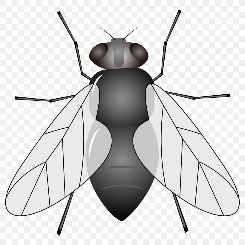Insect Housefly Animal Clip Art, PNG, 2169x2169px, Insect, Animal, Arthropod, Black And White, Cmaptools Download Free