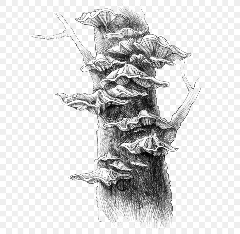 Figure Drawing Flora Tree, PNG, 800x800px, Drawing, Animal, Artwork, Black And White, Fauna Download Free