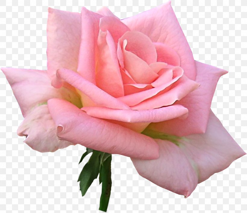 Garden Roses Clip Art, PNG, 1091x944px, Garden Roses, Berliner Bank, China Rose, Cut Flowers, Floribunda Download Free