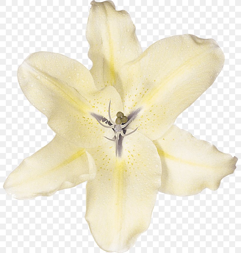 Lilium White Cut Flowers Photography, PNG, 800x860px, Watercolor, Cartoon, Flower, Frame, Heart Download Free
