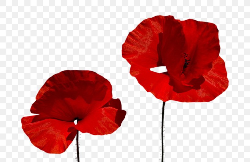 Poppy Centerblog Clip Art, PNG, 800x534px, Poppy, Blog, Centerblog, Common Poppy, Coquelicot Download Free