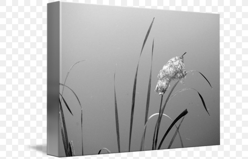 Rectangle White, PNG, 650x527px, Rectangle, Black And White, Flower, Monochrome, Monochrome Photography Download Free