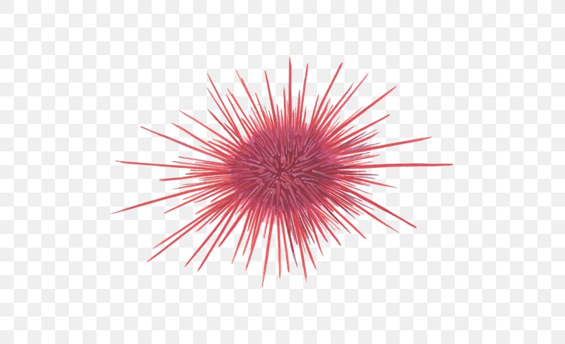 Red Sea Urchin Marine Invertebrates Pacific Purple Sea Urchin, PNG, 500x500px, Sea Urchin, Aquarium, Close Up, Hedgehog, Invertebrate Download Free