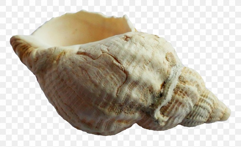Seashell Mollusc Shell, PNG, 1750x1072px, Seashell, Animal Product, Conch, Conchology, Fur Download Free