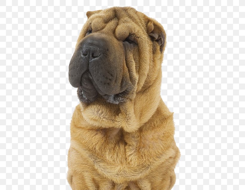 Shar Pei Ori-Pei Dog Breed Companion Dog Animal Show, PNG, 402x637px, Shar Pei, Animal, Animal Show, Breed, Carnivoran Download Free