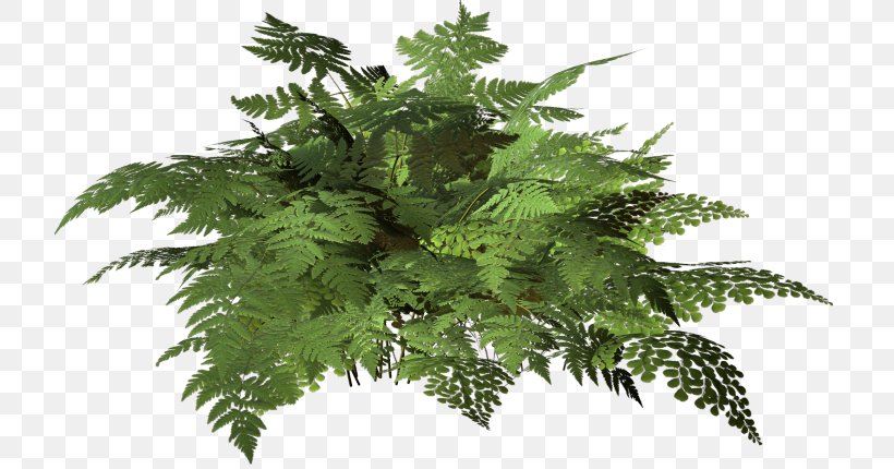 Fern Leaf, PNG, 720x430px, Fern, Ferns And Horsetails, Leaf, Plant, Tree Download Free