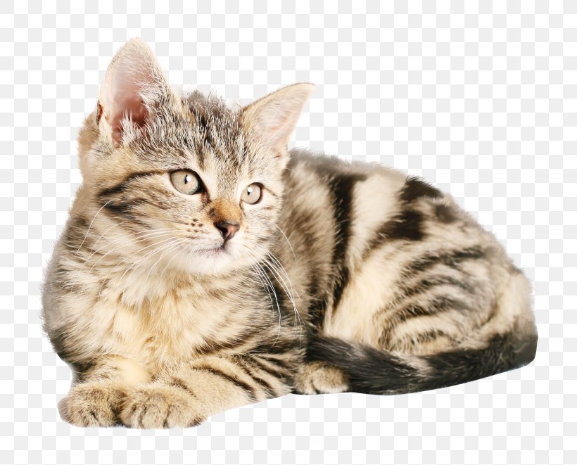 Siberian Cat Malayan Cat Kitten Siamese Cat Birman, PNG, 768x661px, Siberian Cat, American Shorthair, American Wirehair, Asian, Australian Mist Download Free