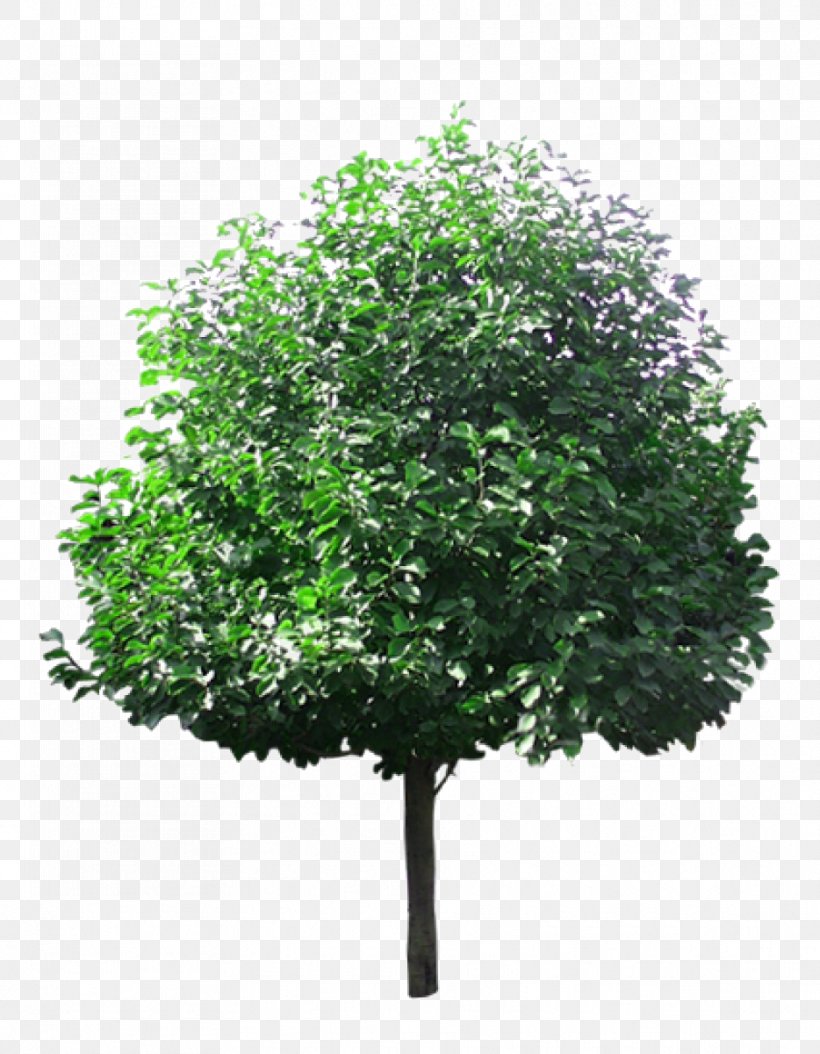 Tree Lindens, PNG, 934x1201px, Tree, Branch, Grass, Greening, Leaf Download Free
