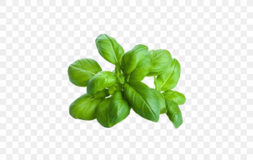 Basil Pesto Herb Italian Cuisine Oil, PNG, 870x551px, Basil, Food, Genovese Basil, Herb, Herbalism Download Free