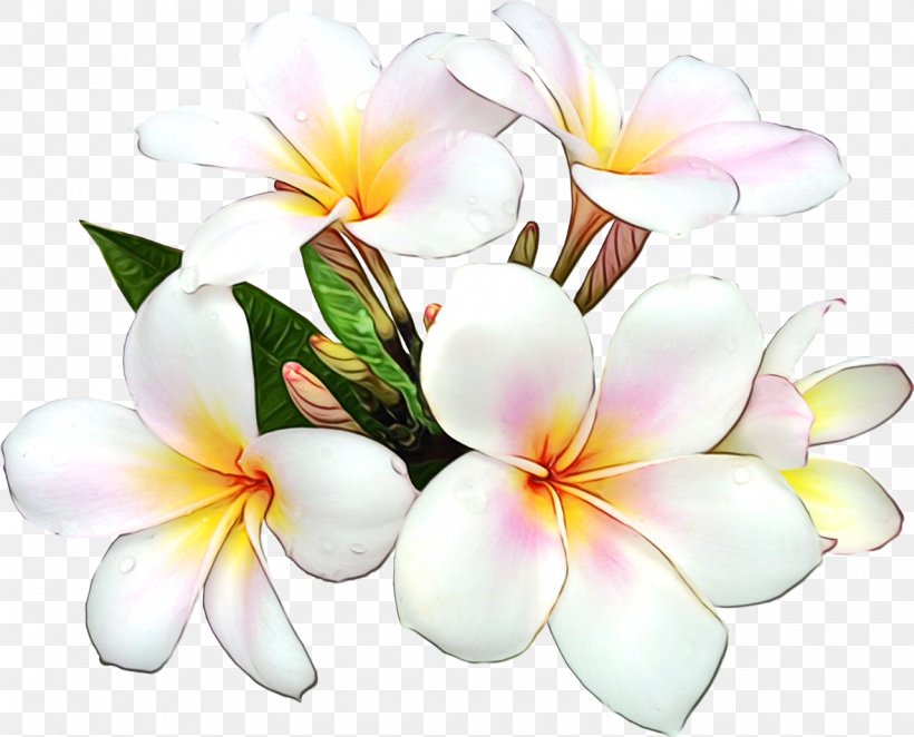 Flower Floral Design Clip Art Image Orient Bay, Saint Martin, PNG, 1280x1034px, Flower, Cut Flowers, Floral Design, Flowering Plant, Frangipani Download Free