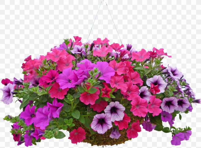 Flower Plant Petunia Pink Flowering Plant, PNG, 1024x756px, Flower, Annual Plant, Bougainvillea, Flowering Plant, Magenta Download Free