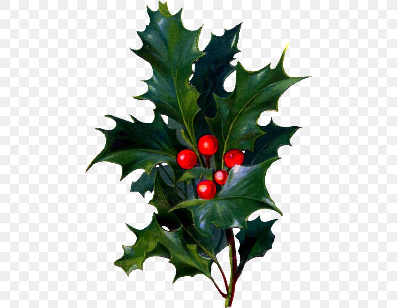 Holly, PNG, 471x636px, Holly, American Holly, Chinese Hawthorn, Flower, Hollyleaf Cherry Download Free