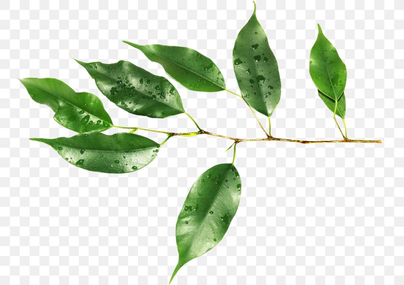 Leaf Raster Graphics Plant Stem Clip Art, PNG, 759x579px, Leaf, Branch, Flora, Green, Liveinternet Download Free