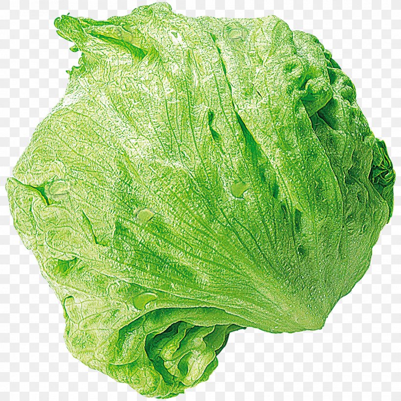 Romaine Lettuce Iceberg Lettuce Spring Greens REWE Collard Greens, PNG, 1600x1600px, Romaine Lettuce, Cabbage, Collard Greens, Eutin, Food Download Free