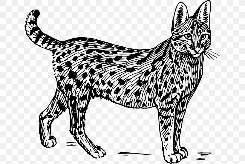 Wildcat Savannah Cat Serval Felidae Clip Art, PNG, 655x549px, Wildcat, Artwork, Asian, Big Cat, Black Download Free