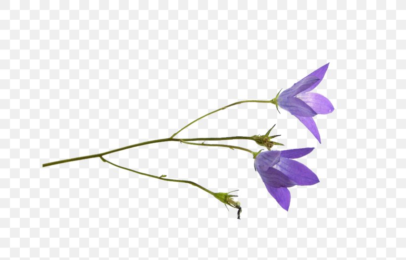 Harebell Flower Clip Art Petal, PNG, 700x525px, Harebell, Bellflower Family, Bellflowers, Branch, Cut Flowers Download Free
